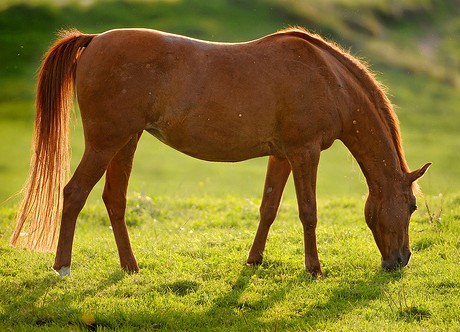 horse