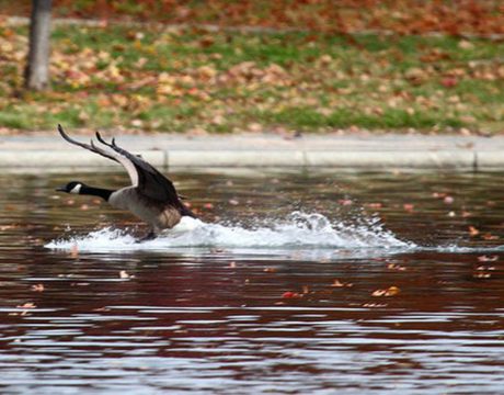 Canada Geese