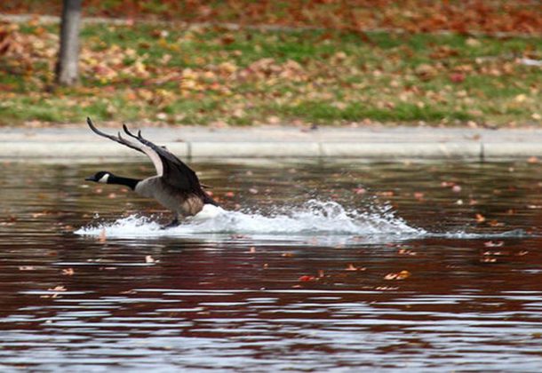 Canada Geese