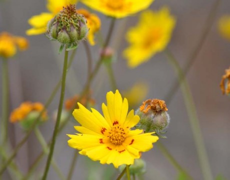 Austin wildflower
