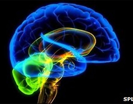 brain