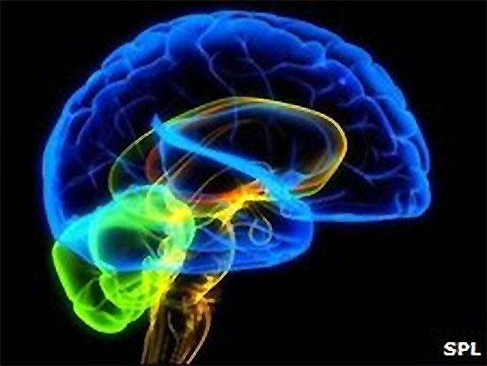 brain