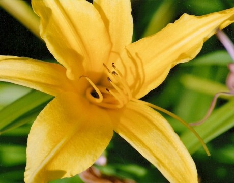 flower photo