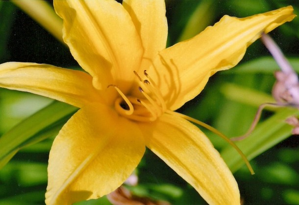 flower photo