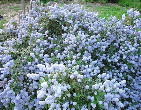 flowers grown from compost