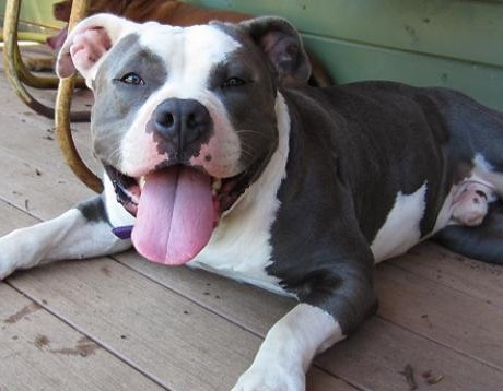 pit bull