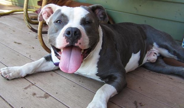 pit bull