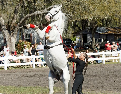 Herrmanns' Royal Lipizzan Stallions