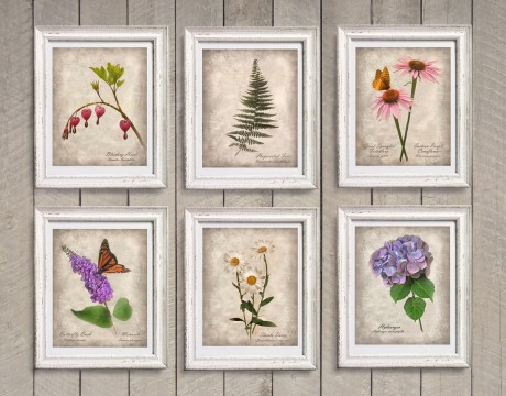 botanical prints