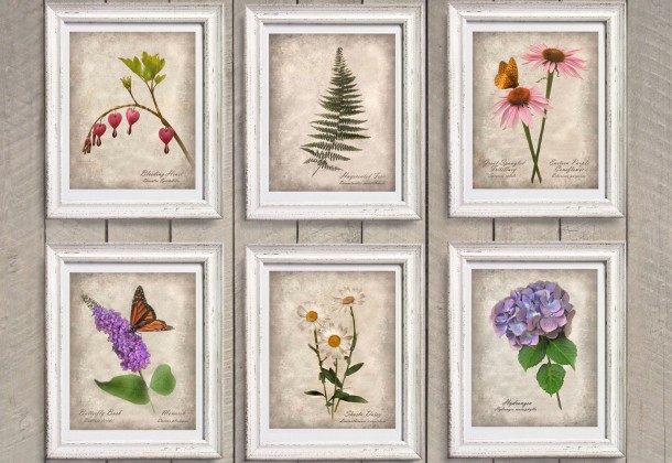 botanical prints