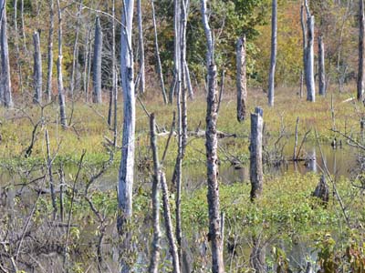 JefClarkArt swamp