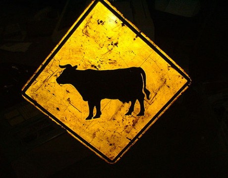 cow sign
