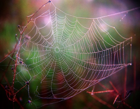 spider web