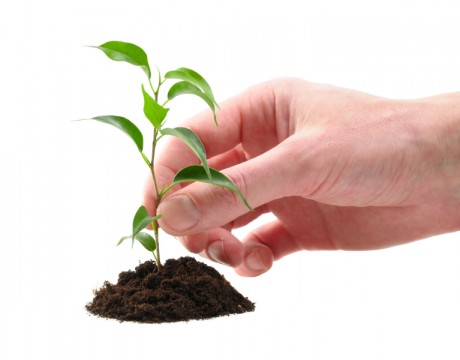 tree seedling