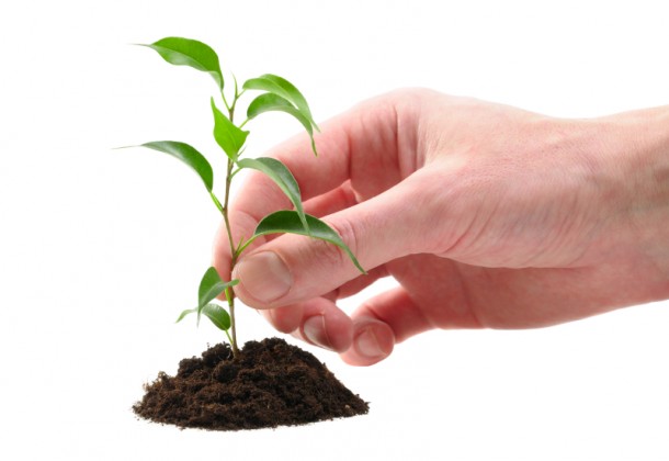tree seedling