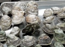 oysters