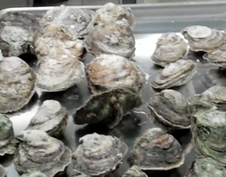 oysters