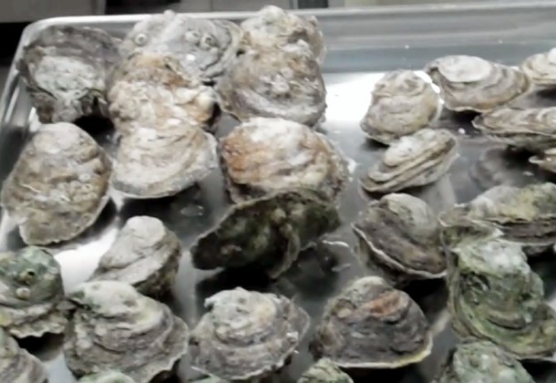 oysters