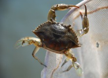 blue crab on a net