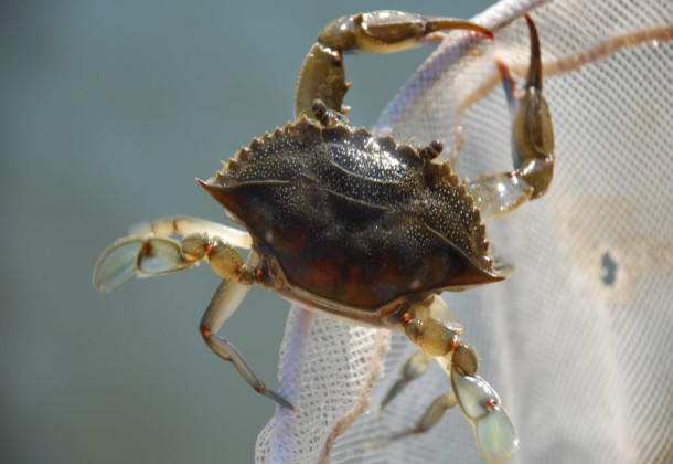 blue crab on a net