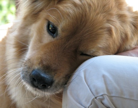 dogs