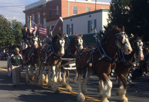Clydesdales