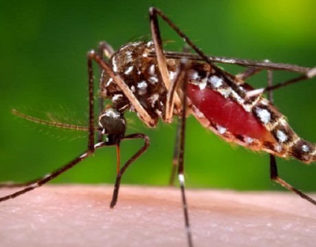 zika