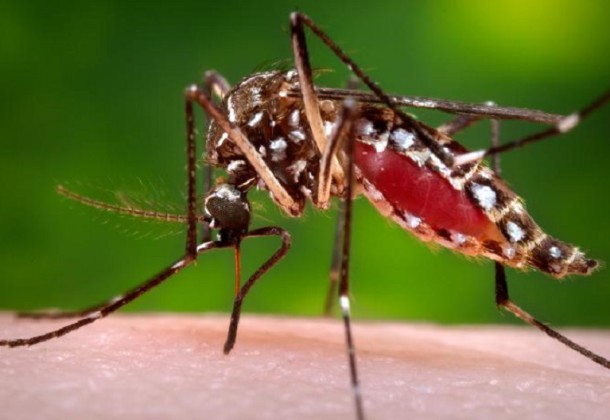 zika