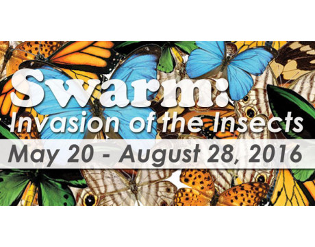 Insects at Annmarie Garden