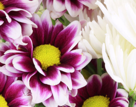 Floral Fantasies