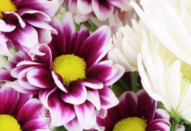 Floral Fantasies