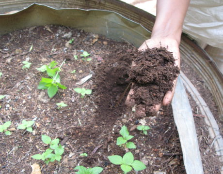 Mulch
