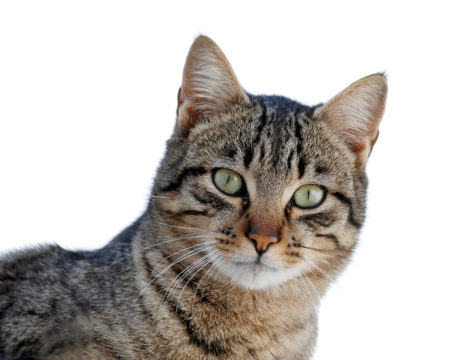 Cats