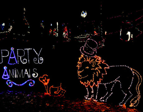 Garden in Lights