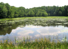 Myrtle Grove