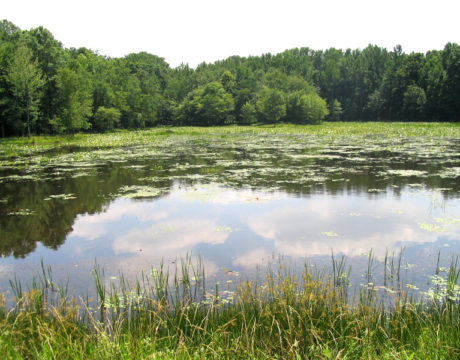 Myrtle Grove