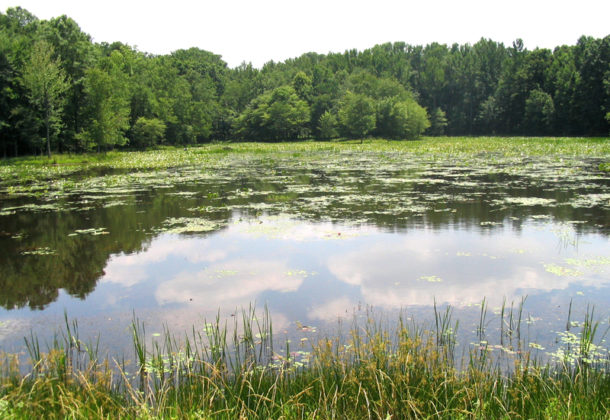 Myrtle Grove