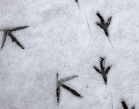 animal tracks