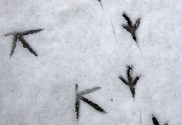 animal tracks