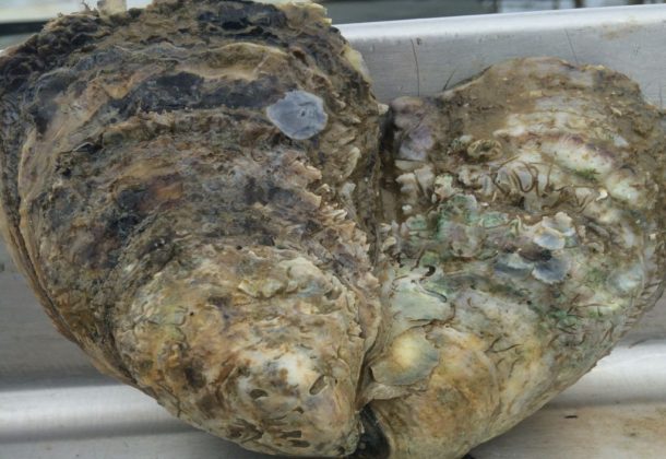 oysters