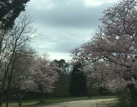 cherry trees bloom