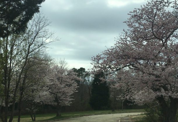 cherry trees bloom
