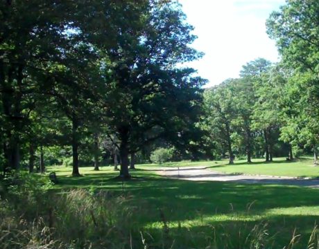 tree museum