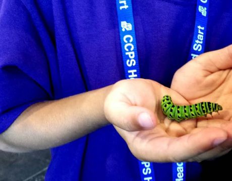 Insectival at Annmarie Garden
