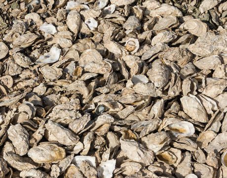oyster shells