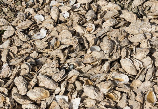 oyster shells