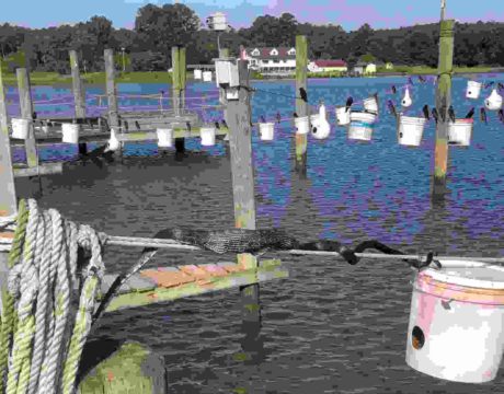 Purple Martins