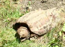 Snapping Turtles