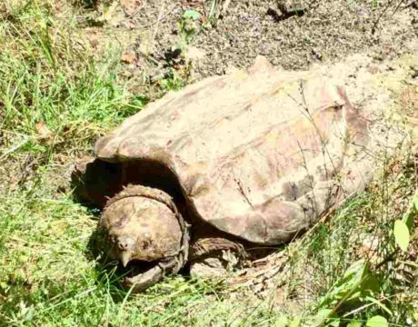 Snapping Turtles
