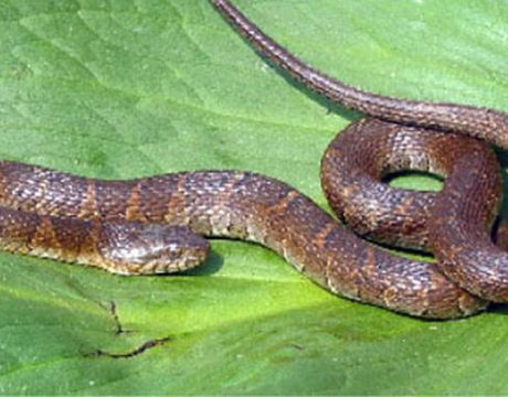 watter snake